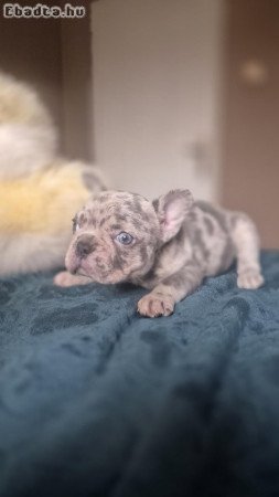 French bulldog puppies - Merle Choco