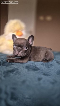 French bulldog puppies - Merle Choco