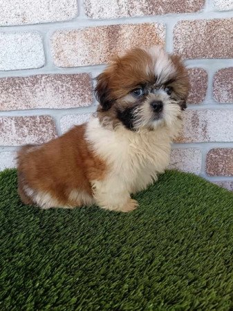 Shih tzu