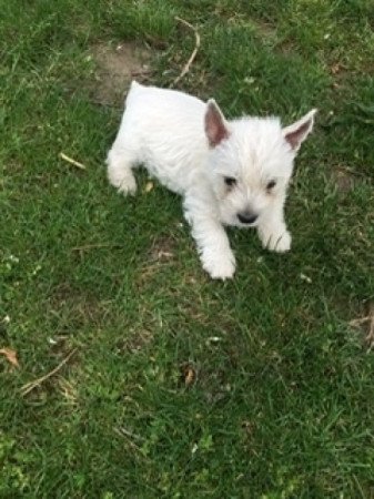 Westie