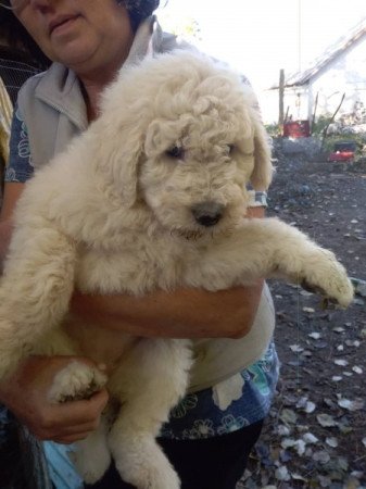 Komondor