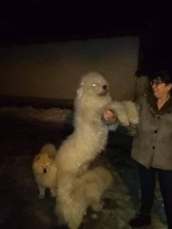 Komondor