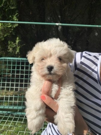 Bichon Havanese