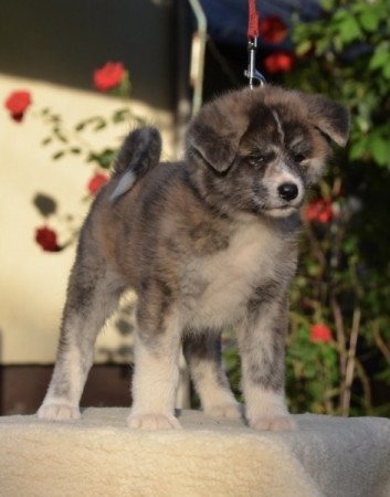 Akita inu