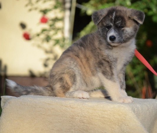 Akita inu