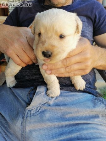 Labrador jellegű kiskutya ingyen