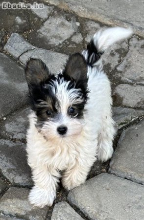 Mini Biewer yorki kisfiúk