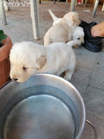 Labrador jellegű kiskutya ingyen