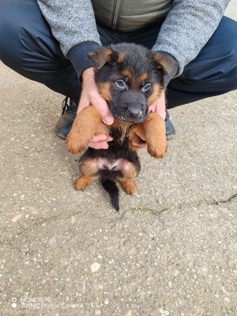 Németjuhász kiskutyák