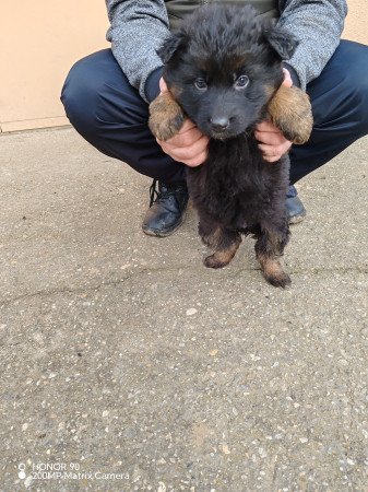 Németjuhász kiskutyák