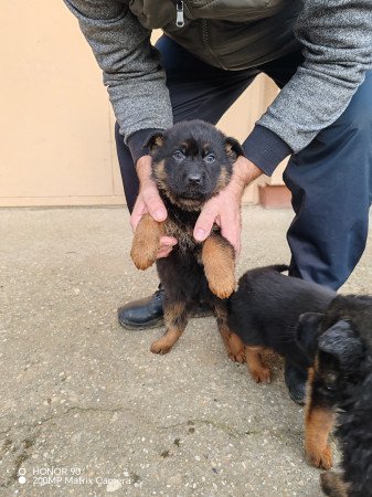 Németjuhász kiskutyák