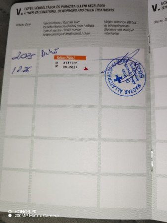 Németjuhász kiskutyák