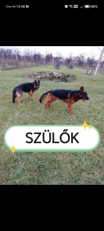 Németjuhász kiskutyák