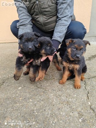 Németjuhász kiskutyák