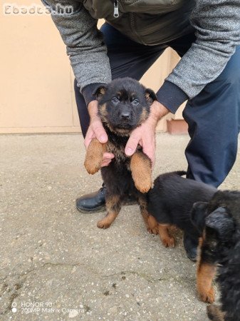 Németjuhász kiskutyák