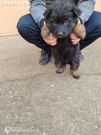 Németjuhász kiskutyák