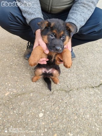 Németjuhász kiskutyák