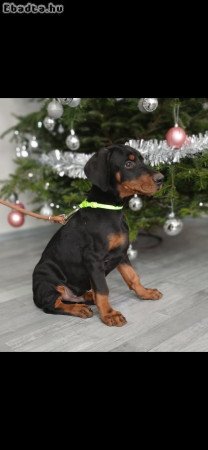10 hetes dobermann kölykök gazdit keresnek