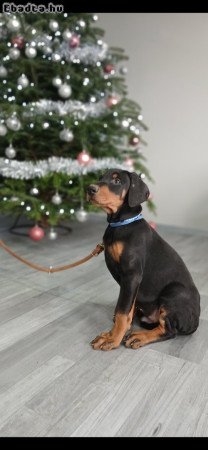 10 hetes dobermann kölykök gazdit keresnek