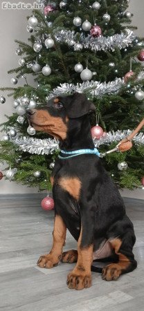 10 hetes dobermann kölykök gazdit keresnek