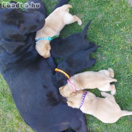 Labrador kölykök zsemle és fekete színben