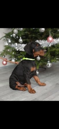 Dobermann
