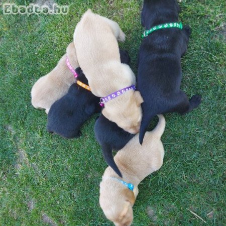 Labrador kölykök zsemle és fekete színben