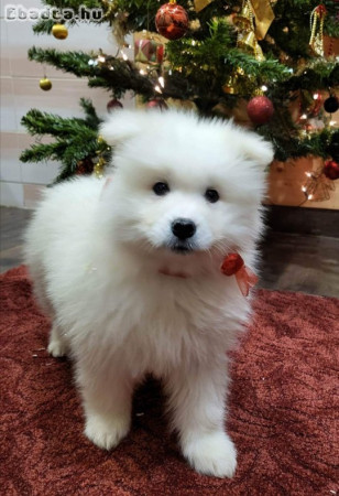 Samoyed kutyusok