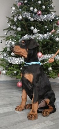 Dobermann