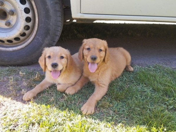 Golden Retriever