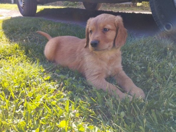 Golden Retriever