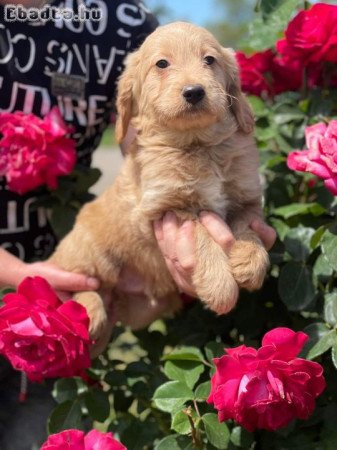 Goldendoodle kiskutyák gazdit keresnek4 szuka 1kan