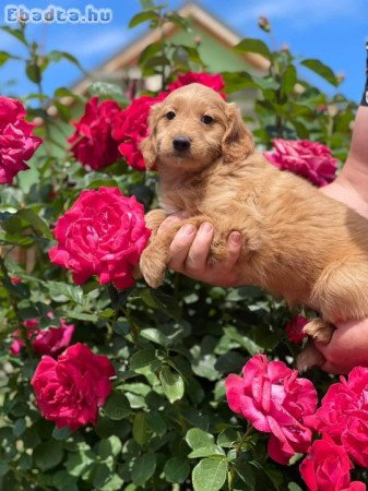 Goldendoodle kiskutyák gazdit keresnek4 szuka 1kan