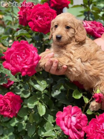 Goldendoodle kiskutyák gazdit keresnek4 szuka 1kan