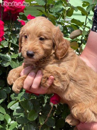 Goldendoodle kiskutyák gazdit keresnek4 szuka 1kan