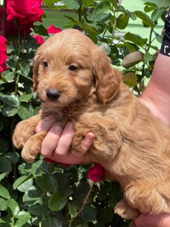 Goldendoodle