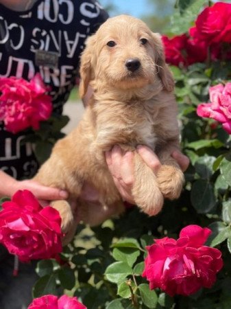 Goldendoodle