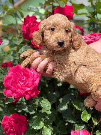 Goldendoodle