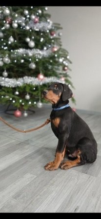 Dobermann