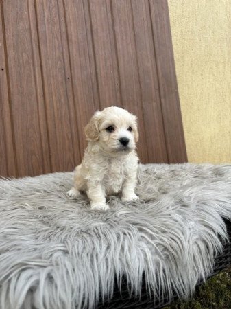 Maltipoo