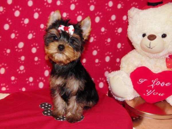 Yorki, Yorkshire terrier
