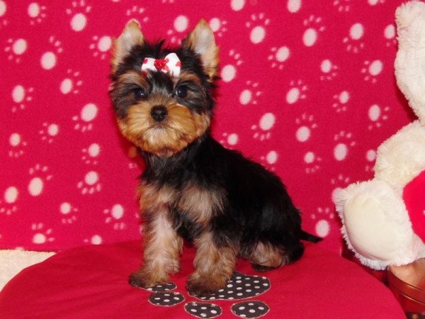 Yorki, Yorkshire terrier
