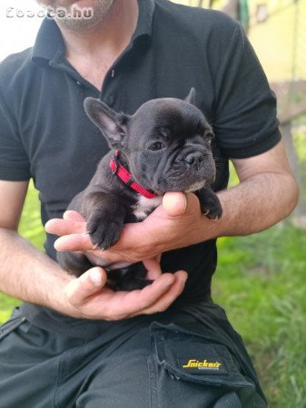 Francia bulldog kiskutyák új helyre költöznének