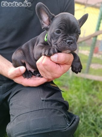 Francia bulldog kiskutyák új helyre költöznének