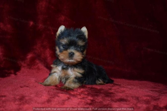 Yorkshire terrier