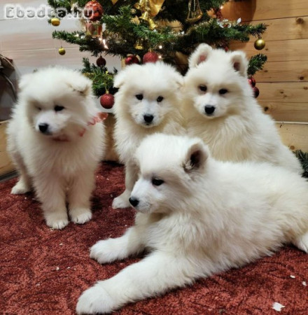 Samoyed kutyusok