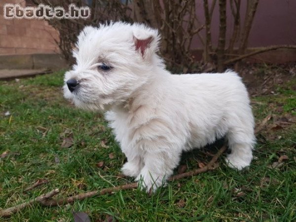 west highland white terrier