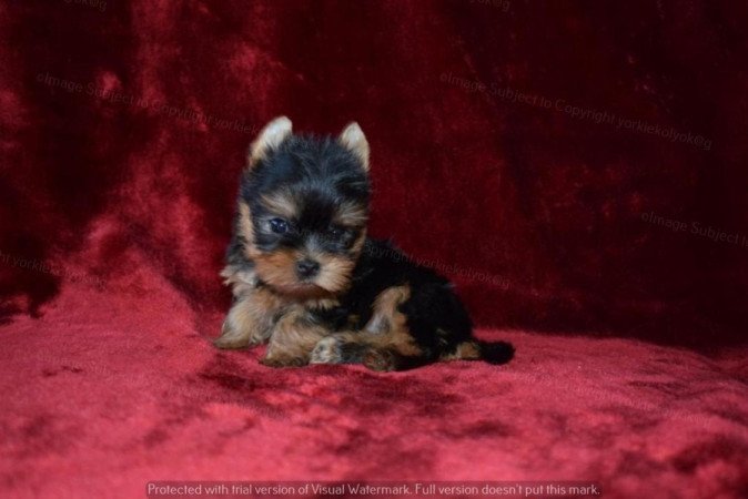 Yorkshire terrier