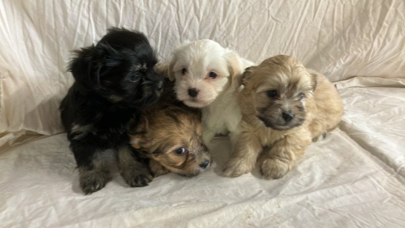 Bichon havanese