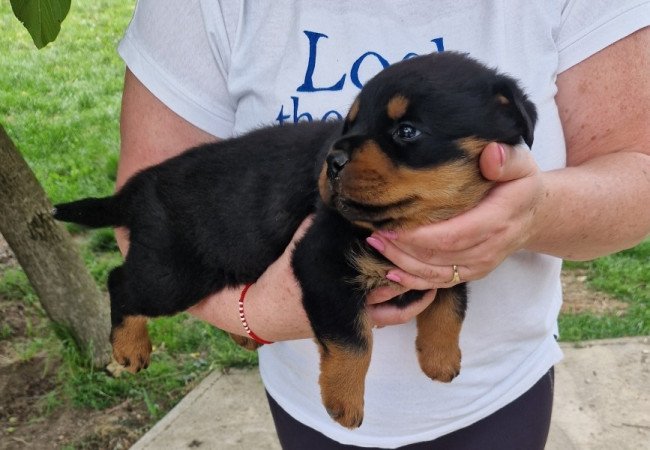 Rottweiler